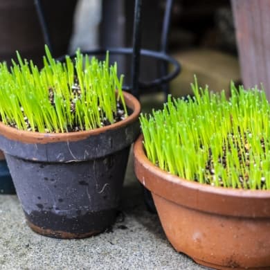 猫草育成・販売